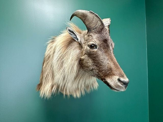b2ap3_large_Tibetan-Tahr-1 Meet Our Tibetan Tahr! - Armoury Antiques | Marlborough Antiques