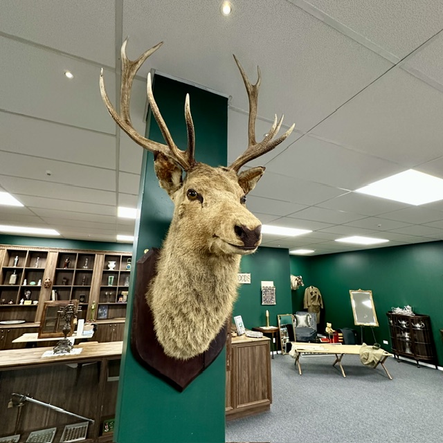 Stag.jpeg